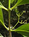 Elaeodendron melanocarpum flower