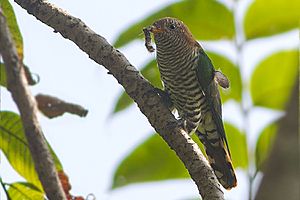 Emerald Cuckoo Mahananda WLS West Bengal India 02.11.2015