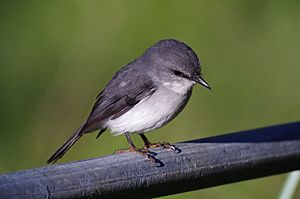 Eopsaltria georgiana -Denmark, Western Australia, Australia-8.jpg