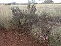 Eremophila cuneifolia (2)