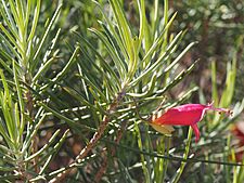 Eremophila oldfieldii angustifolia (leaves and flowers)