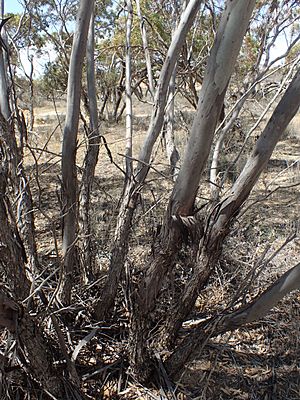Eucalyptus comitae-vallis bark