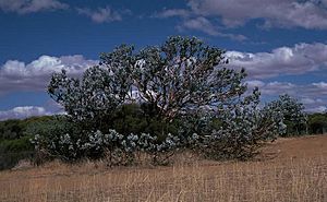 Eucalyptus macrocarpa habit.jpg