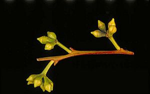 Eucalyptus major buds