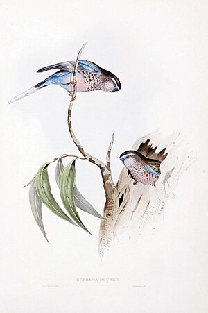 Euphema Bourkii by Elizabeth Gould