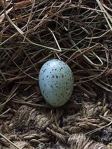 Eurasian Magpie egg colour