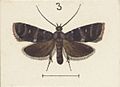 Fig 3 MA I437894 TePapa Plate-XXXIII-The-butterflies full (cropped)