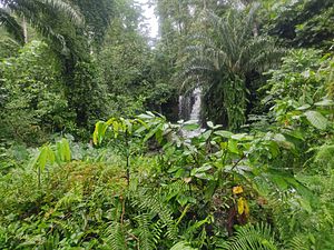 Forest of São Tomé Island