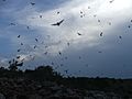 The image depicts hundreds of bats flying at dusk
