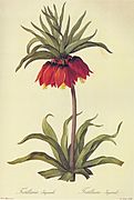 Fritillaria imperialis in Les liliacees