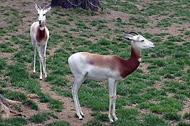 Gazella dama ruficollis 3zz