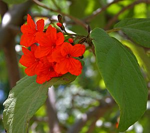 Geiger Tree (Cordia sebestena) flowers & leaves in Hyderabad, AP W 260
