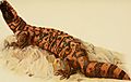 Gila monster - Animaux venimeux et venins, 1922 (18172980816)