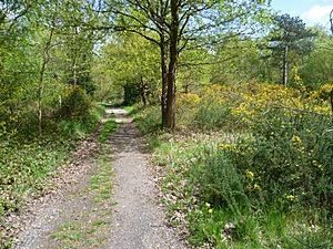 Gorse alongside the Green Chain Walk on Bostall Heath (geograph 3448927)