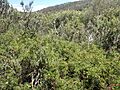Grevillea acanthifolia subsp. stenomera (habit)