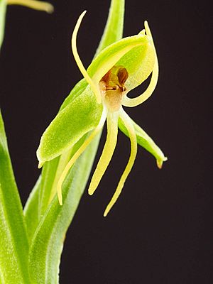 Habenaria repens (37069408950).jpg