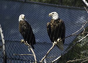 Haliaeetus leucocephalus -Cape May Zoo, New Jersey, USA-8a