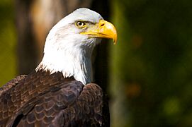Haliaeetus leucocephalus -Minnesota Zoo, Apple Valley, Minnesota-8a