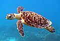 Hawksbill Sea Turtle (Critically Endangered Species)