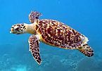Hawksbill Sea Turtle (Critically Endangered Species)