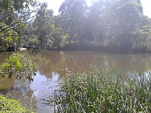Headwaters of the Parramatta River