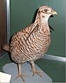 Heath Hen, Boston