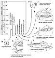 Heterodontosauridae evolution