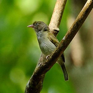 Hylophilus semicinereus - Grey-chested Greenlet.JPG