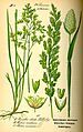 Illustration Phalaris canariensis0