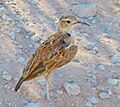 Karoo Long-billed Lark (Certhilauda subcoronata) (6492992271), crop