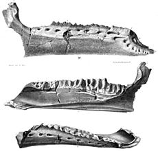 Kukufeldia holotype