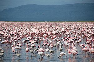 Large number of flamingos at Lake Nakuru