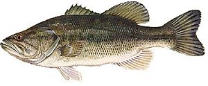 Largemouth-bass