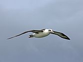Laysan Albatross RWD5