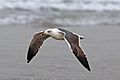 Lesser black-backed gull (Larus fuscus graellsii) young adult in flight