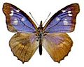Libythea geoffroy