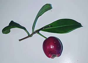 Lilli Pilli (Acmena smithii)