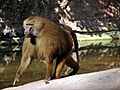 Male Guinea Baboon in Nuremberg Zoo