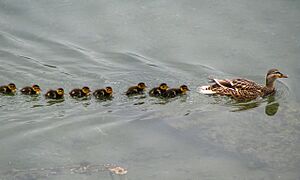 Mallard and ducklings, Bangor (2) - geograph.org.uk - 836573