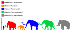 Mammuthus Size comparison