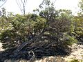 Melaleuca cucullata habit)