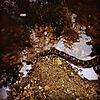 Midland water snake