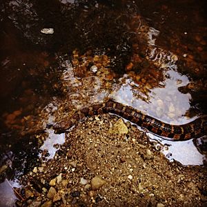 Midland Water Snake (Nerodia sipedon pleuralis).JPG