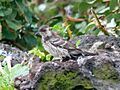 Mimus trifasciatus, Floreana, Galápagos 1
