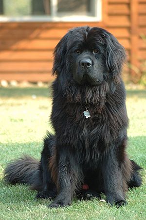 Newfoundland dog Smoky.jpg