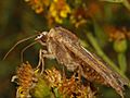 Noctuidae - Noctua comes-1