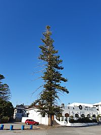 Norfolk Island pines, Rockingham Hotel, May 2020.jpg