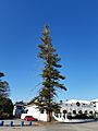 Norfolk Island pines, Rockingham Hotel, May 2020