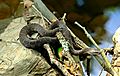 Northern Water Snake In Pennsylvania