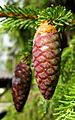 Norway Spruce cone